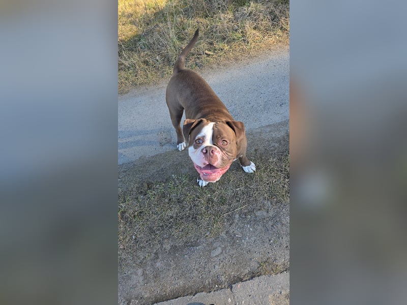 Spike sucht neues Zuhause