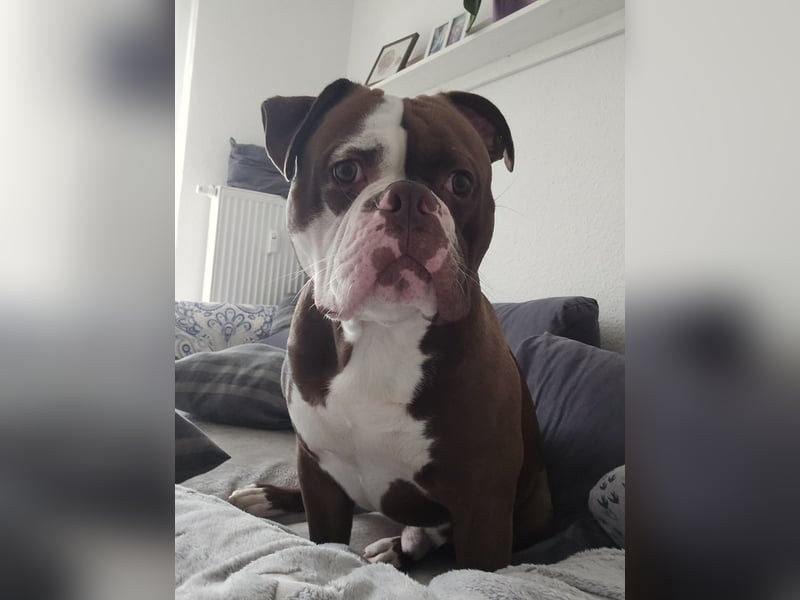 Spike sucht neues Zuhause