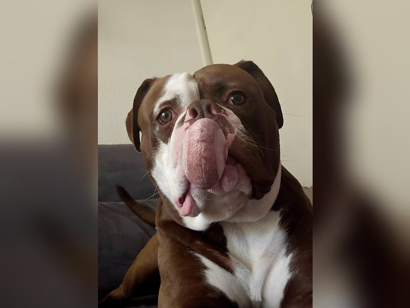 Spike sucht neues Zuhause