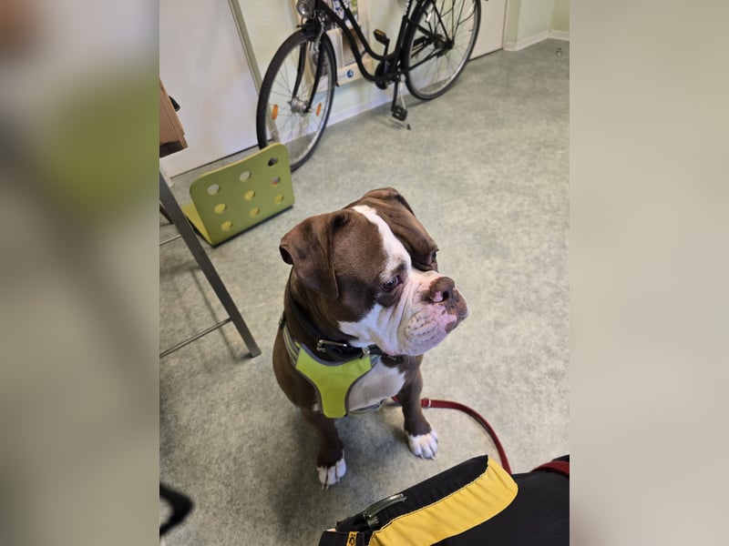 Spike sucht neues Zuhause