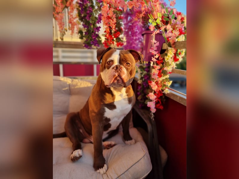 Spike sucht neues Zuhause