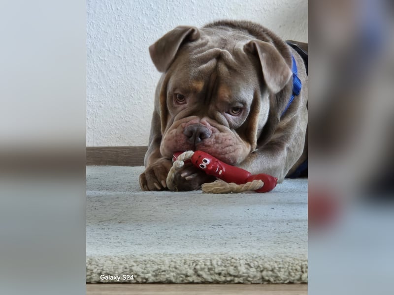 Liebevolle Old English Bulldogge „Dobby“ sucht erfahrenes Zuhause