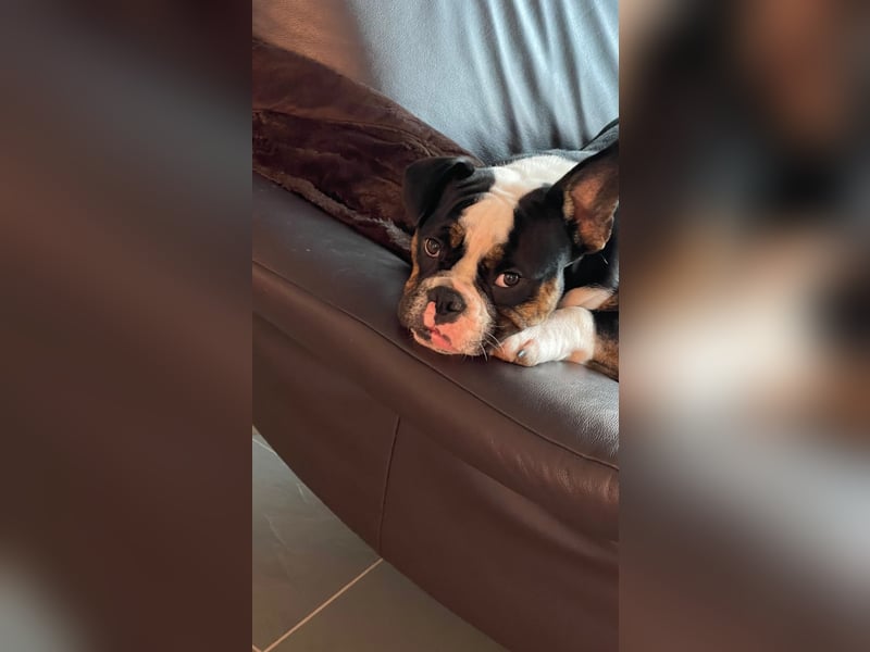 Old englische Bulldogge