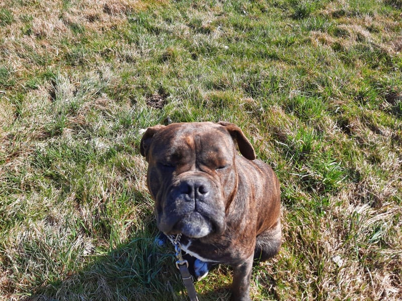 Old englisch Bulldogge Hündin