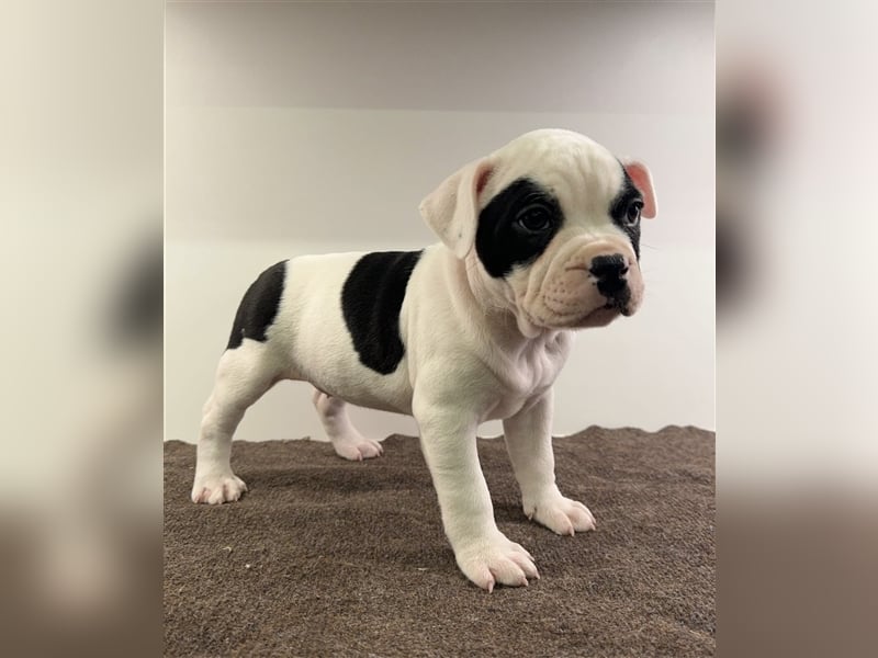 Old English bulldog Oeb mix