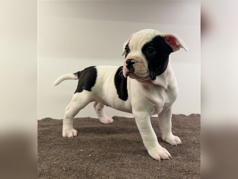 Old English bulldog Oeb mix