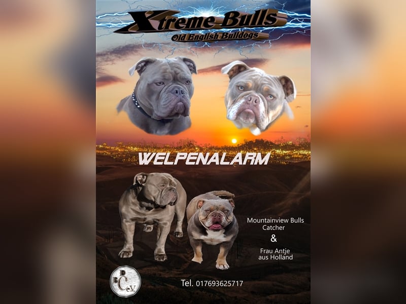 Old English Bulldog / New English Bulldog Welpen Spitzenverpaarung in Traumfarben