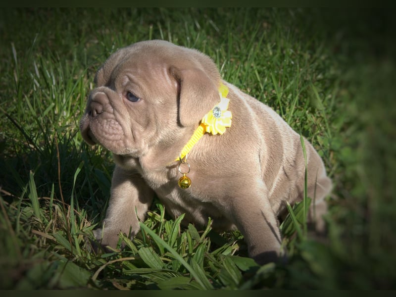 Old English Bulldog / New English Bulldog Welpen Spitzenverpaarung in Traumfarben