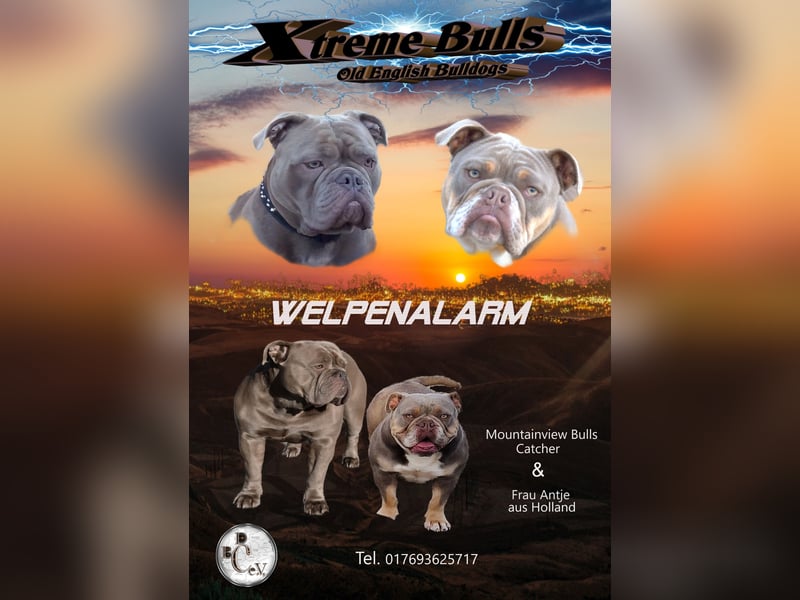 Old English Bulldog / New English Bulldog Welpen Spitzenverpaarung in Traumfarben