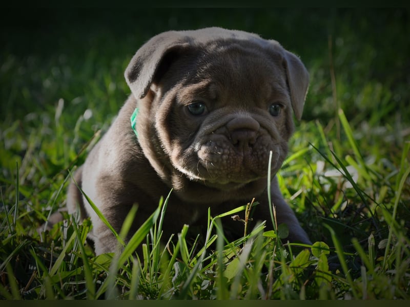 Old English Bulldog / New English Bulldog Welpen Spitzenverpaarung in Traumfarben