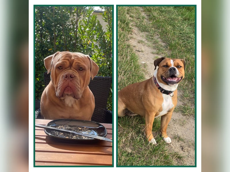 Old english Bulldog