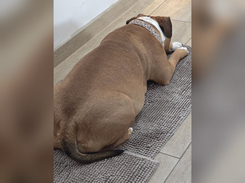 Old english Bulldog