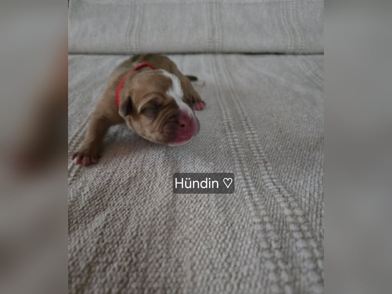 Old english Bulldog