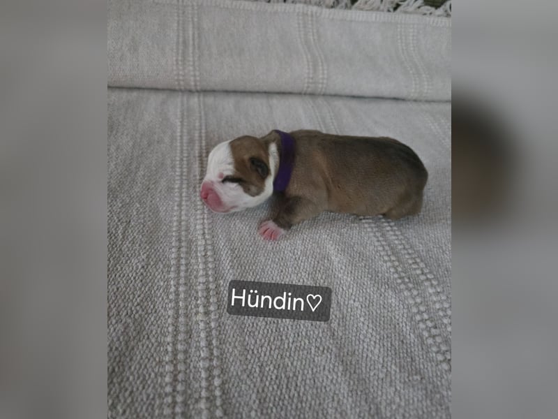 Old english Bulldog