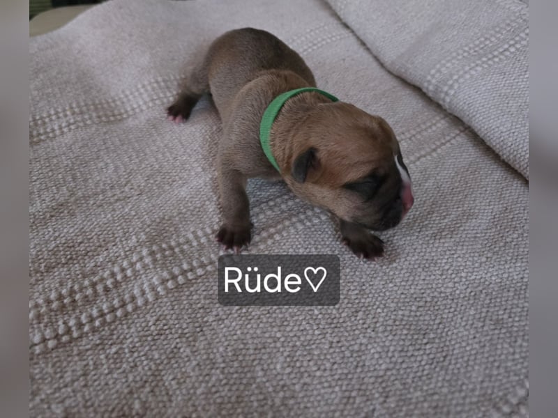 Old english Bulldog