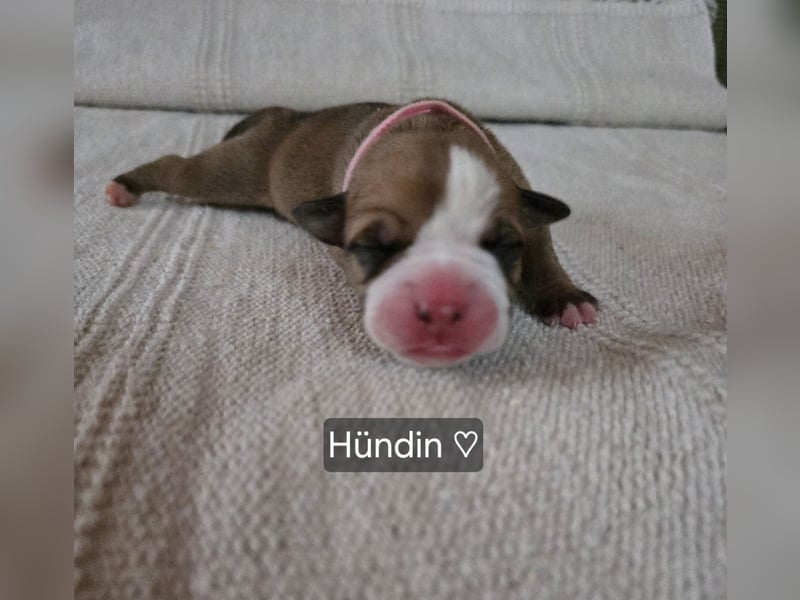 Old english Bulldog