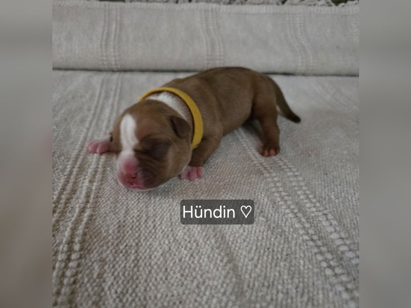 Old english Bulldog