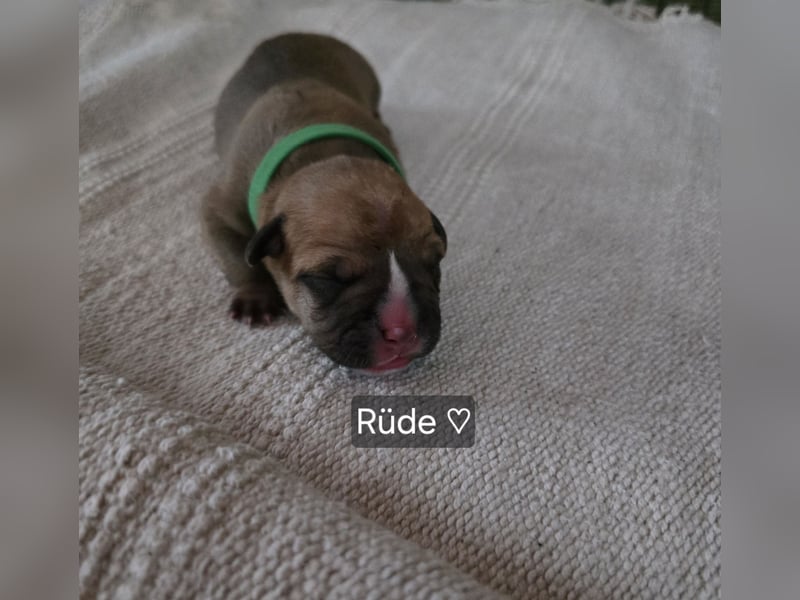 Old english Bulldog