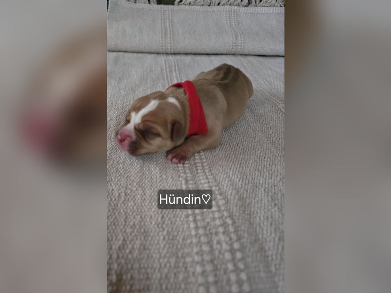 Old english Bulldog