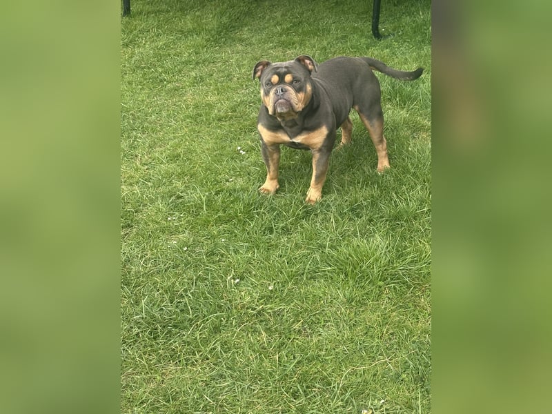 Old Englisch Bulldog Blue Tricolor