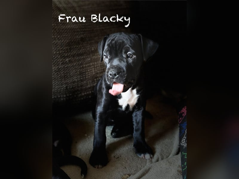 Blueline OEB (Old English Bulldogge)