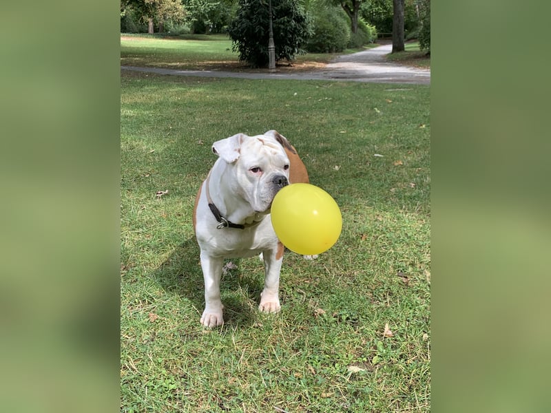 Blueline OEB (Old English Bulldogge)