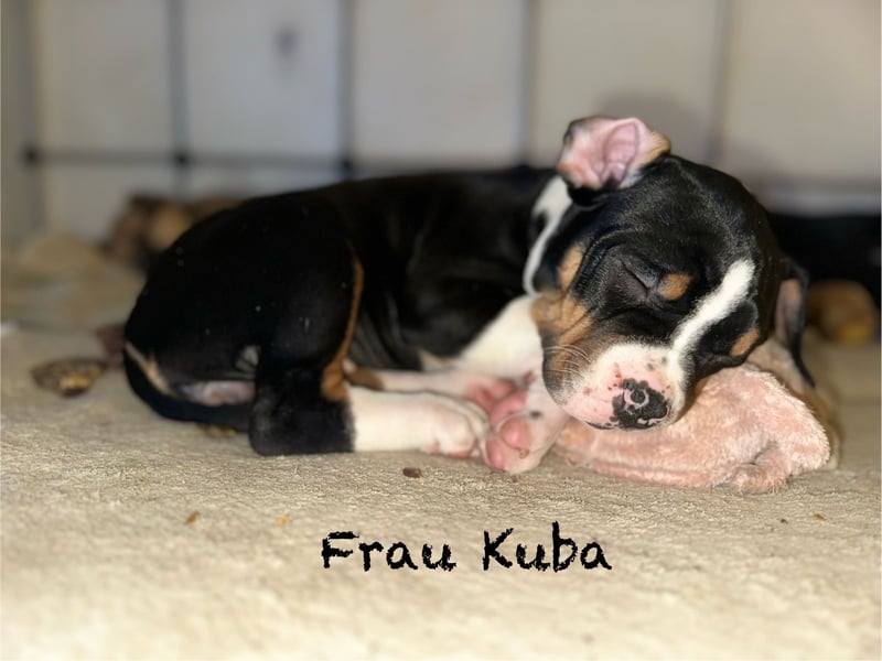 Blueline OEB (Old English Bulldogge)