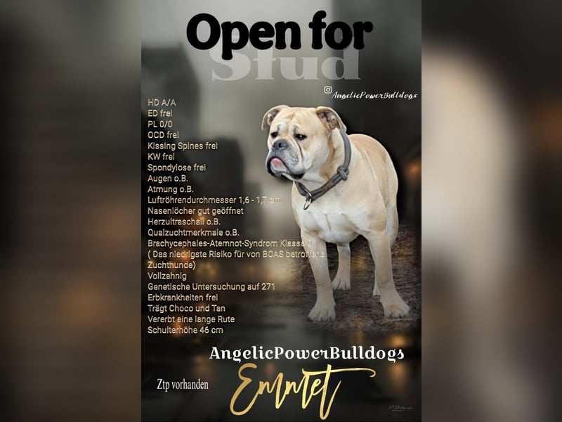 Old Englisch Bulldog Wurfplanung Sommer 2025