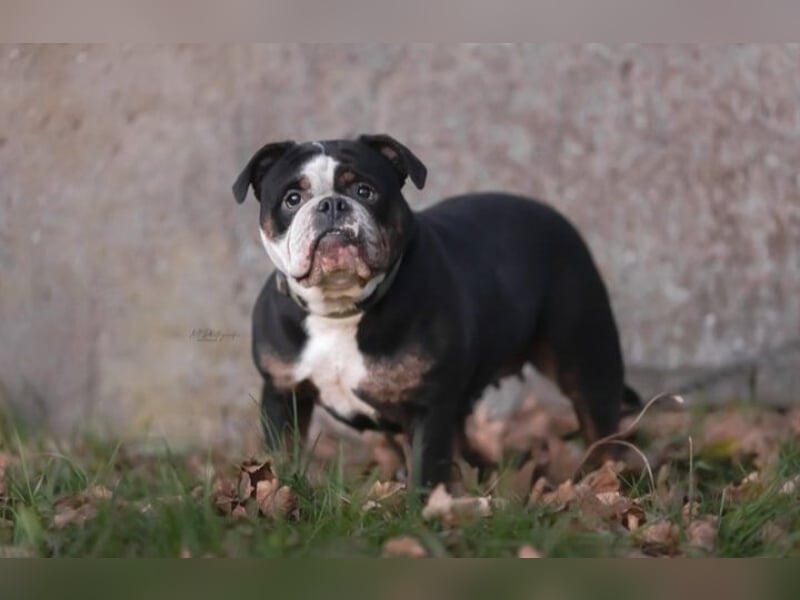 Old Englisch Bulldog Wurfplanung Sommer 2025