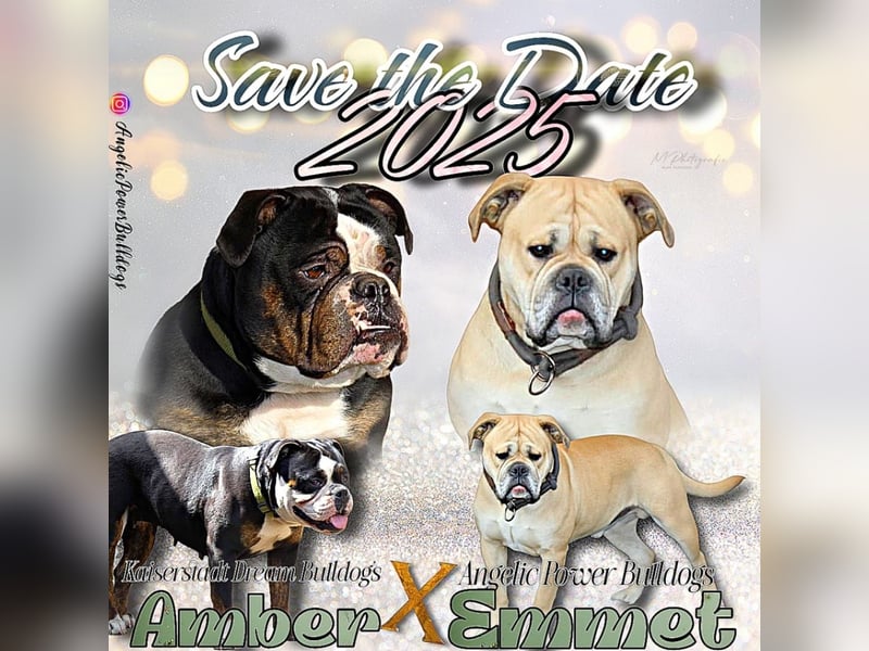 Old Englisch Bulldog Wurfplanung Sommer 2025