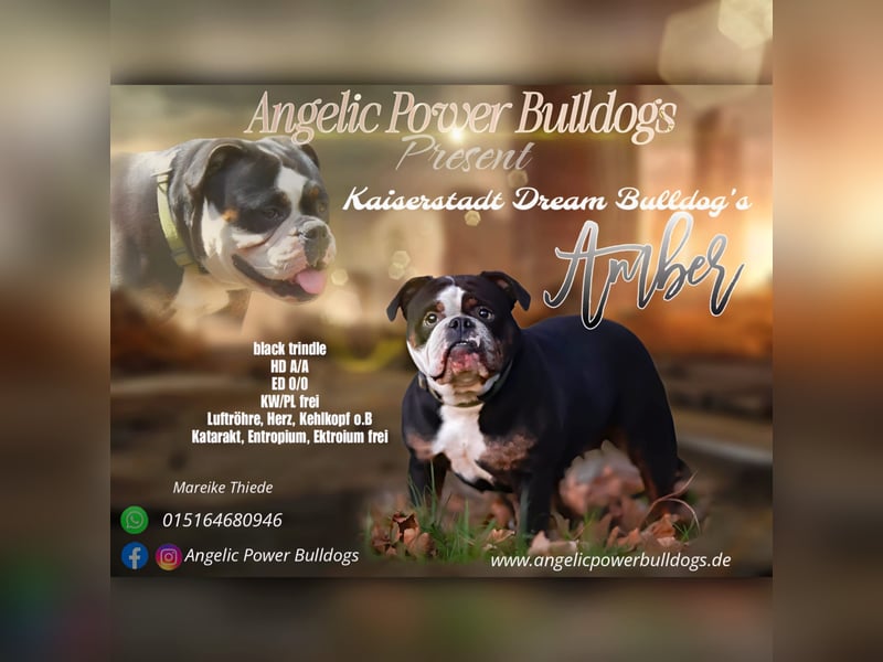 Old Englisch Bulldog Wurfplanung Sommer 2025