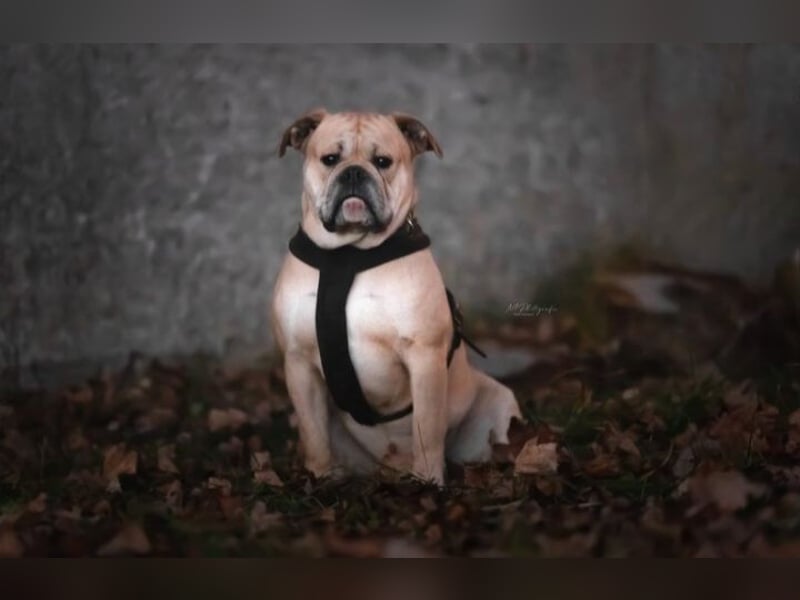 Old Englisch Bulldog Wurfplanung Sommer 2025