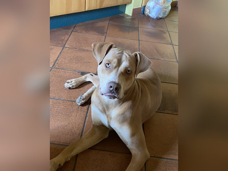 Sensible Schöheit - OEB x Dobermann Taio