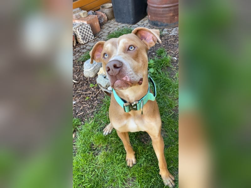 Sensible Schöheit - OEB x Dobermann Taio