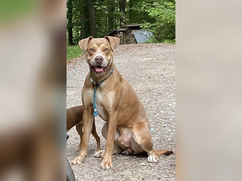 Sensible Schöheit - OEB x Dobermann Taio