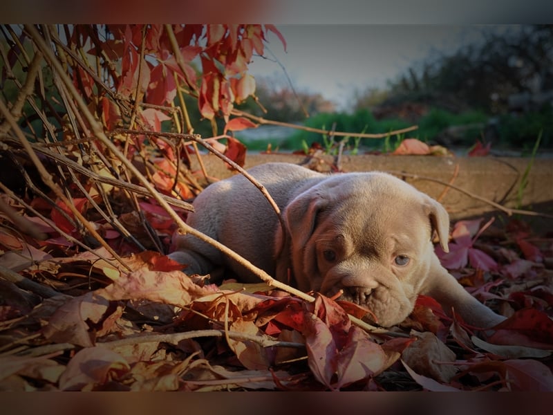 Old English Bulldog / New English Bulldog Welpen Spitzenverpaarung