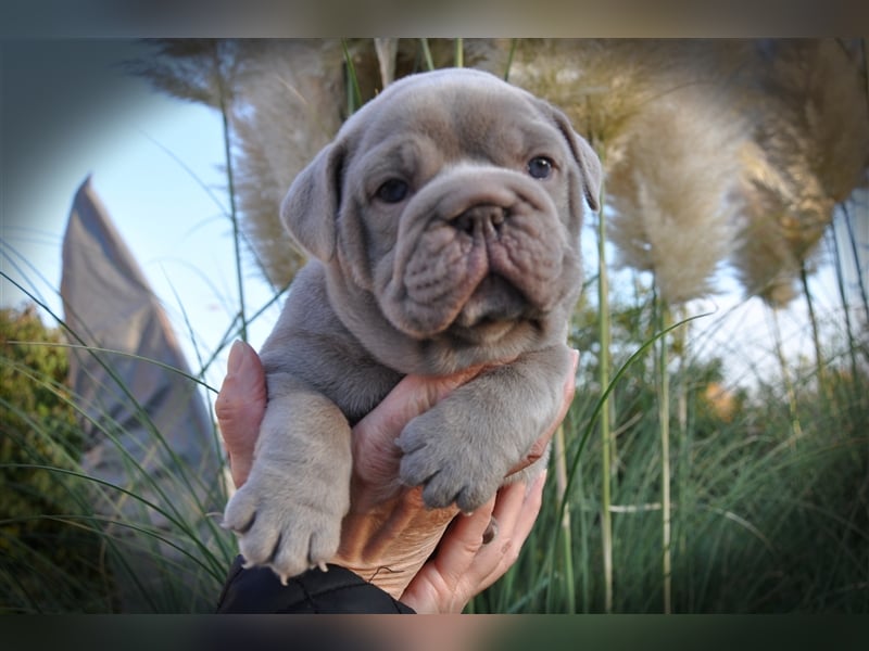 Old English Bulldog / New English Bulldog Welpen Spitzenverpaarung