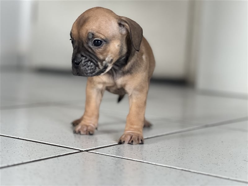 Old english Bulldog