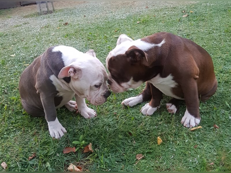 OEB  Junghunde bei  of Mystery Bulldogs