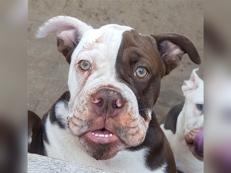 OEB  Junghunde bei  of Mystery Bulldogs