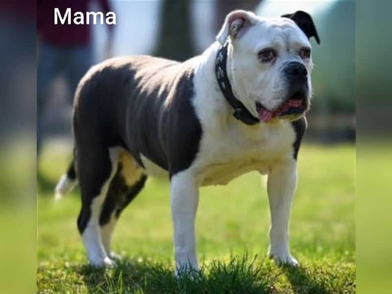 OEB  Junghunde bei  of Mystery Bulldogs