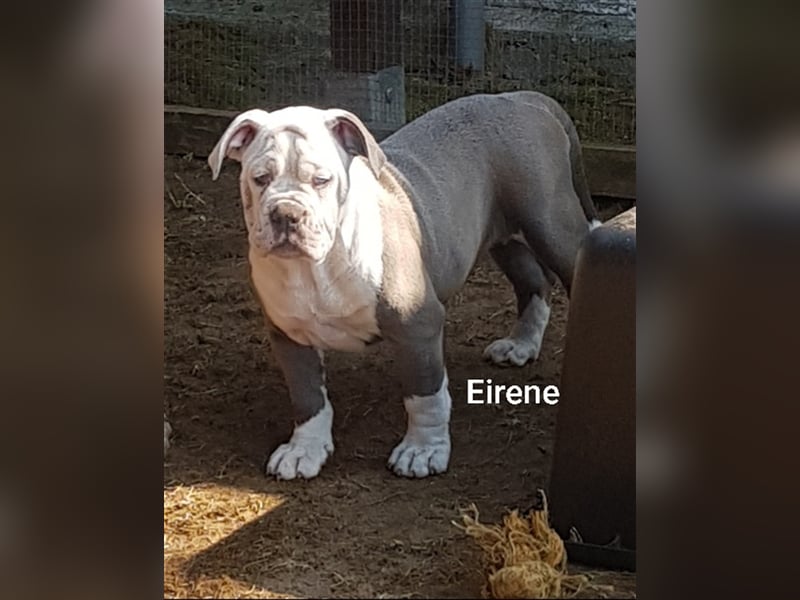 OEB  Junghunde bei  of Mystery Bulldogs