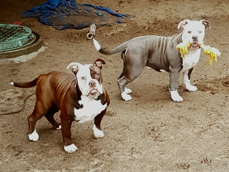 OEB  Junghunde bei  of Mystery Bulldogs