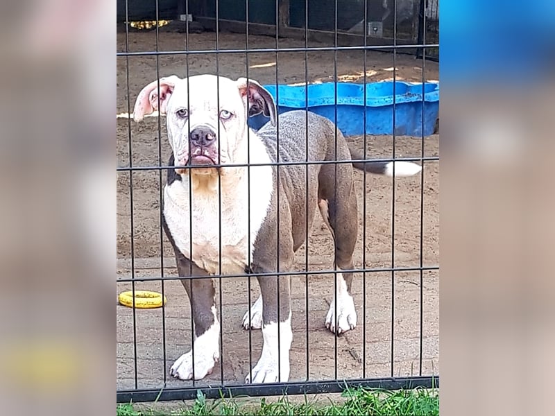 OEB  Junghunde bei  of Mystery Bulldogs