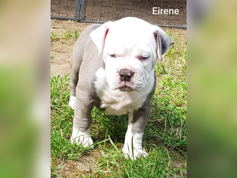 of Mystery Bulldogs" EIRENE "