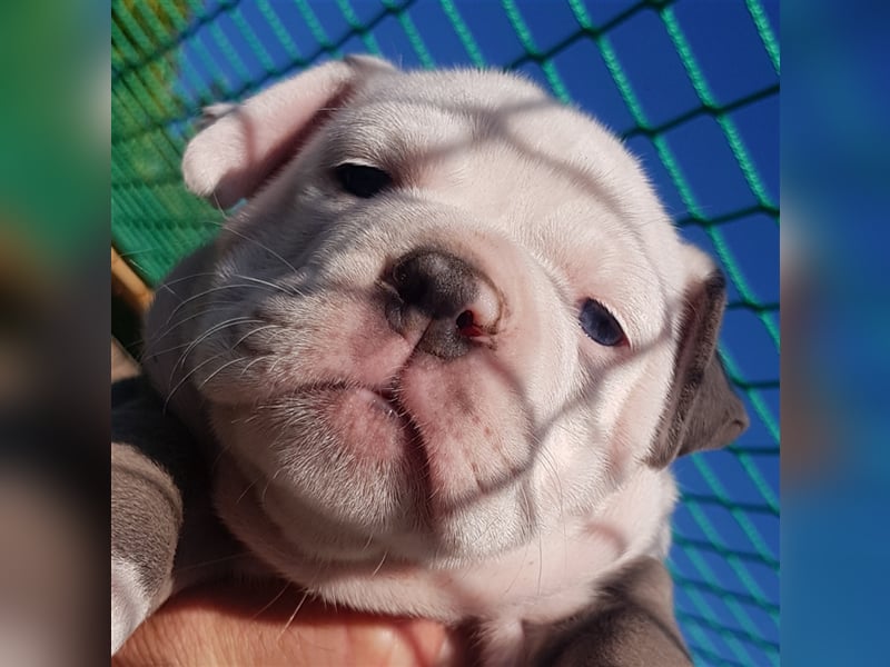 of Mystery Bulldogs" EIRENE "