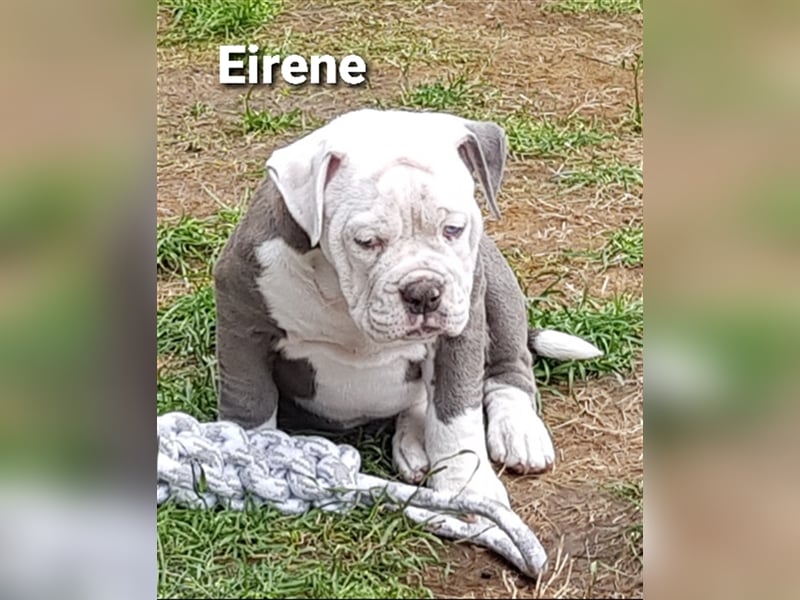 of Mystery Bulldogs" EIRENE "