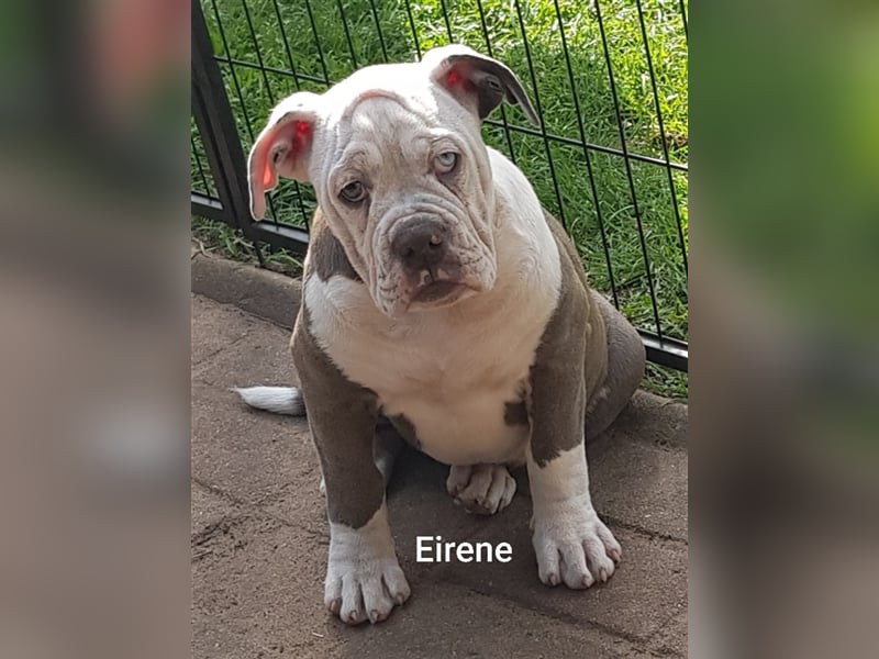 of Mystery Bulldogs" EIRENE "