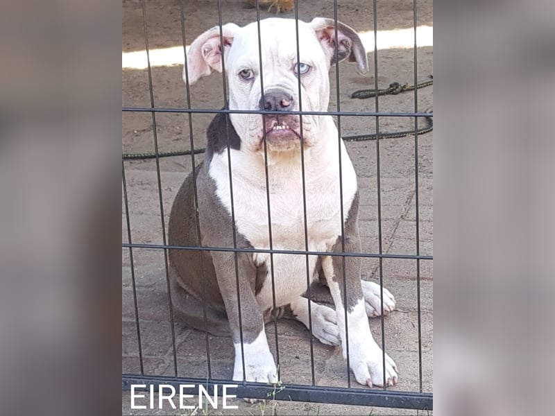 of Mystery Bulldogs" EIRENE "