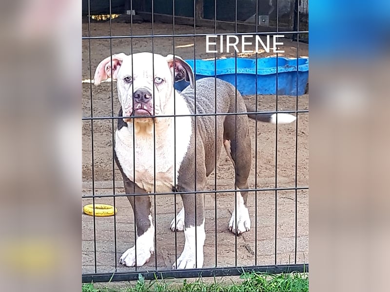 of Mystery Bulldogs" EIRENE "